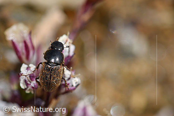 Foto: Heptaulacus testudinarius (Blatthornkäfer). Ansicht von oben.