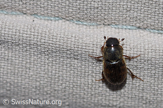 Foto: Heptaulacus testudinarius (Blatthornkäfer). Ansicht von oben.