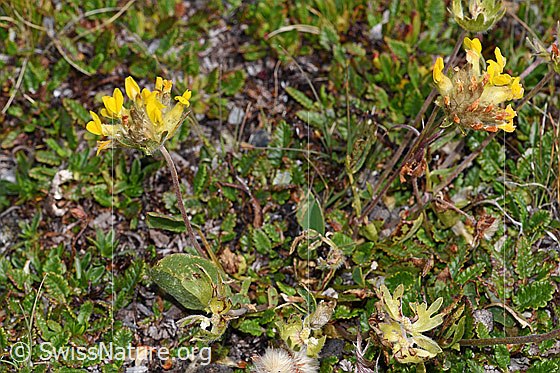 Photo: Anthyllis vulneraria ssp. Alpestris. Whole plant (habiti).