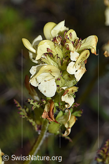 Foto: Knolliges Läusekraut (Pedicularis tuberosa). Blütenstand
