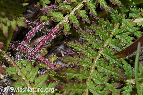 Foto: Knolliges Läusekraut (Pedicularis tuberosa). Blätter und Blattstiel.