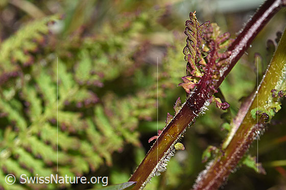 Foto: Knolliges Läusekraut (Pedicularis tuberosa). Stängel und Stängelblatt.