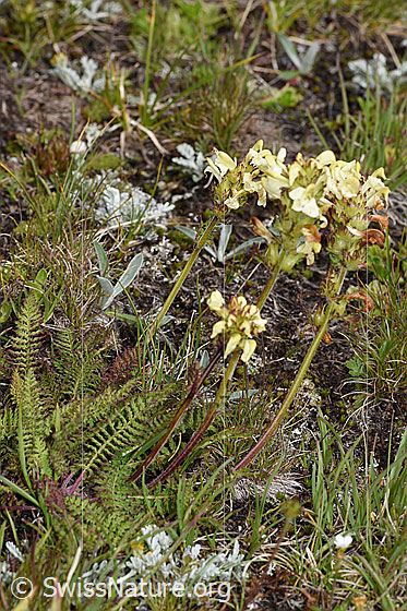 Foto: Knolliges Läusekraut (Pedicularis tuberosa). Ganze Pflanze (Habitus).