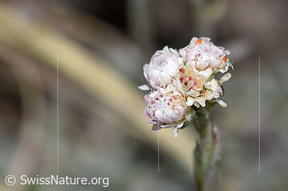 Foto: Gemeines Katzenpfötchen (Antennaria dioica). Blüten.