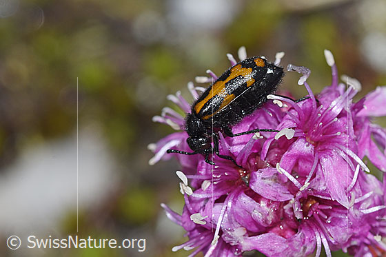 Photo: Mylabris flexuosa on Silene suecica. Length 11mm. View from the side.