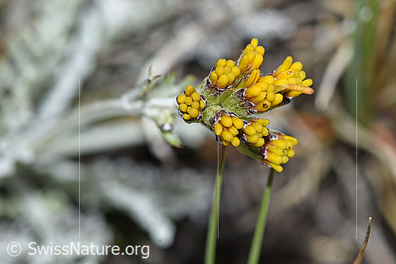 Foto: Graues Greiskraut (Senecio incanus). Blüten kurz vor dem Öffnen.