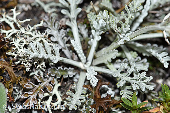 Foto: Graues Greiskraut (Senecio incanus). Blätter.