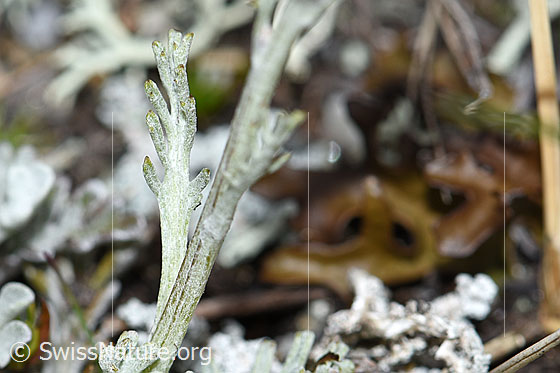 Foto: Graues Greiskraut (Senecio incanus). Stängel und Stängelblatt.