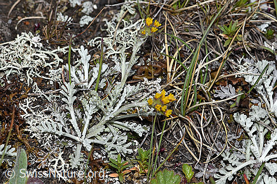 Foto: Graues Greiskraut (Senecio incanus). Ganze Pflanze (Habitus)