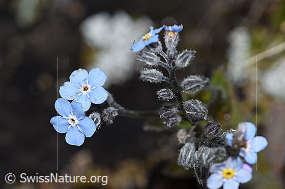Foto: Alpen-Vergissmeinnicht (Myosotis alpestris). Blüten und Knospen.