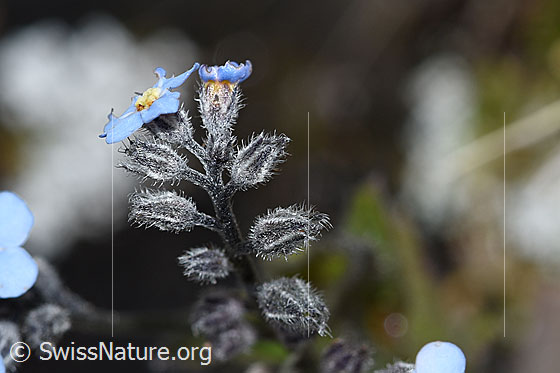Photo: Myosotis alpestris. Blossoms and buds.