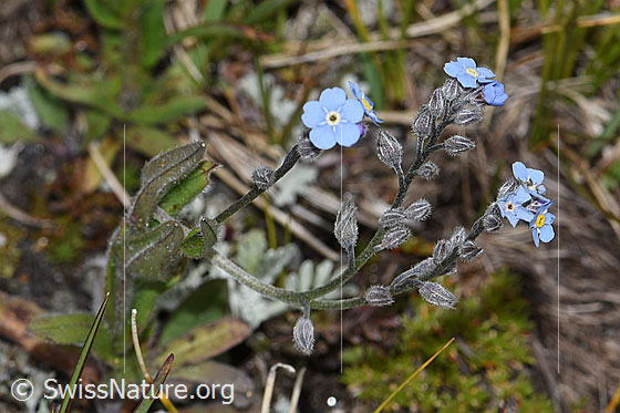 Foto: Alpen-Vergissmeinnicht (Myosotis alpestris). Blüten und Stängel.
