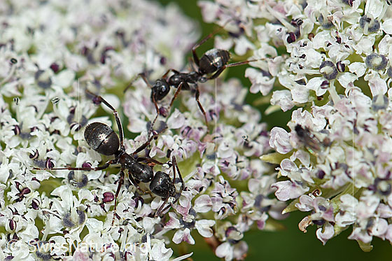 Foto: Zwei Formica lemani (Waldameise) auf Zwerg-Mutterwurz (Ligusticum mutellinoides). Länge 4.5 - 6.5mm.