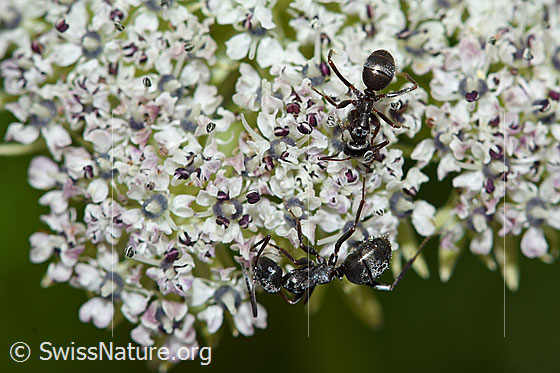 Photo: Two Formica lemani on Ligusticum mutellinoides. Length 4.5 - 6.5mm.