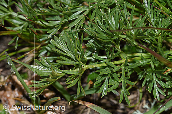 Photo: Ligusticum mutellinoides. Leaves.