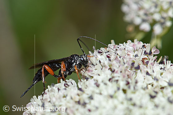 Photo: Probably Schlupfwespe auf Zwerg-Mutterwurz (Ligusticum mutellinoides). Female. Length 14mm. View diagonally from the front.