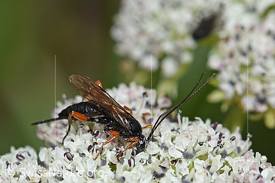 Photo: Probably Hoplocryptus bellosus on Ligusticum mutellinoides. Female. Length 14mm. View from diagonally above.