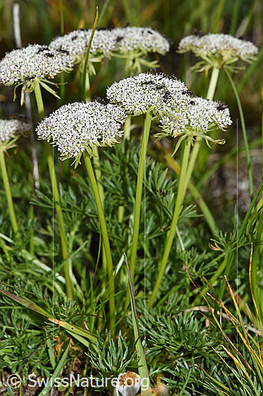 Photo: Ligusticum mutellinoides. Whole plant (habiti).