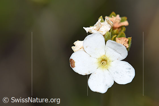 Photo: Androsace obtusifolia. Blossom.
