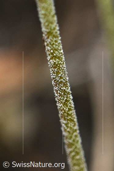 Foto: Stumpfblättriger Mannsschild (Androsace obtusifolia). Stängel.