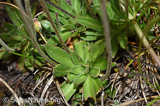 Photo: Androsace obtusifolia. Loose leaf rosette and stem.