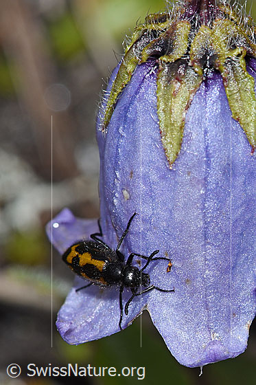 Photo: Mylabris flexuosa on Campanula barbata. View from diagonally above.