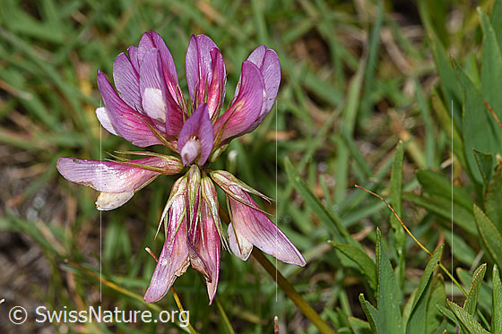 Foto: Alpen-Klee (Trifolium alpinum). Blüten.
