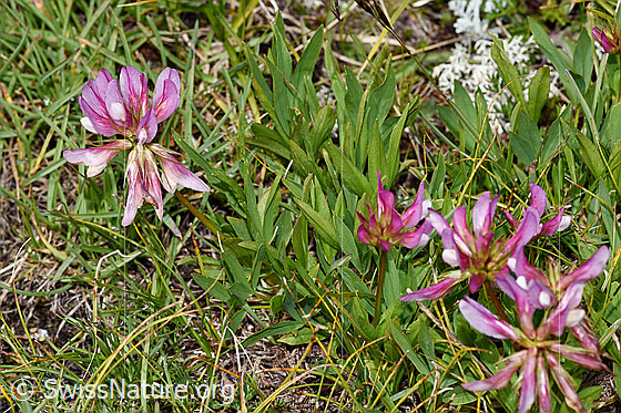 Foto: Alpen-Klee (Trifolium alpinum). Ganze Pflanze (Habitus).