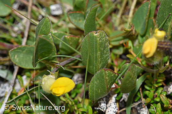 Photo: Anthyllis vulneraria ssp. Alpestris. Leaves.