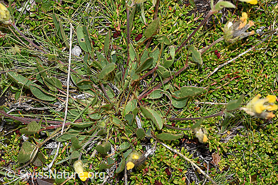 Foto: Alpen-Wundklee (Anthyllis vulneraria ssp. alpestris). Ganze Pflanze (Habitus).