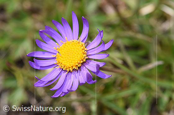 Foto: Alpen-Aster (Aster alpinus). Blüte.