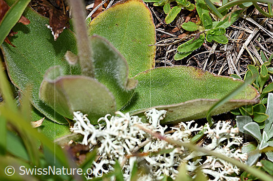 Foto: Arnika (Arnica montana). Stängel und Blätter.