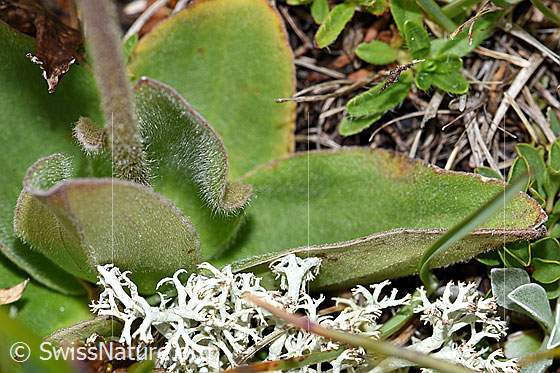 Foto: Arnika (Arnica montana). Stängel und Blätter.