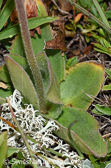 Foto: Arnika (Arnica montana). Stängel und Blätter.