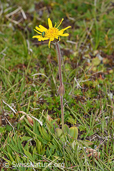 Foto: Arnika (Arnica montana). Ganze Pflanze (Habitus).