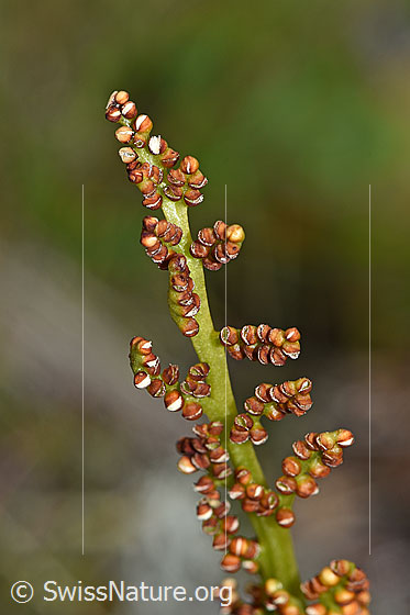 Foto: Echte Mondraute (Botrychium lunaria). Stängel und Sporen.