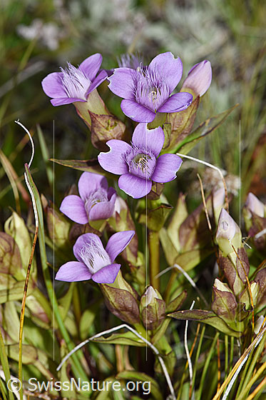 Foto: Feld-Enzian (Gentiana campestris). Ganze Pflanze (Habitus).