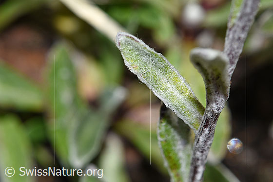 Photo: Leontopodium alpinum. Stem and leaves.