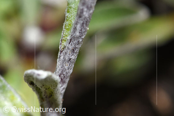 Photo: Leontopodium alpinum. Stem and leaves.