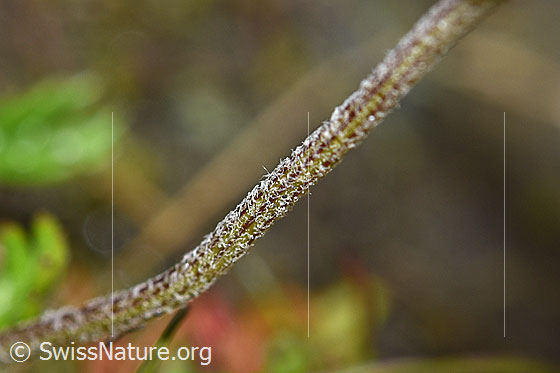 Photo: Leucanthemopsis alpina. Stem.