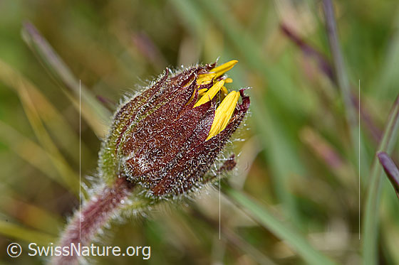 Foto: Arnika (Arnica montana). Noch geschlossene Blüte.