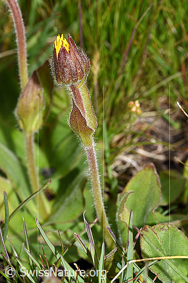 Foto: Arnika (Arnica montana). Ganze Pflanze (Habitsu). Blüte noch geschlossen.