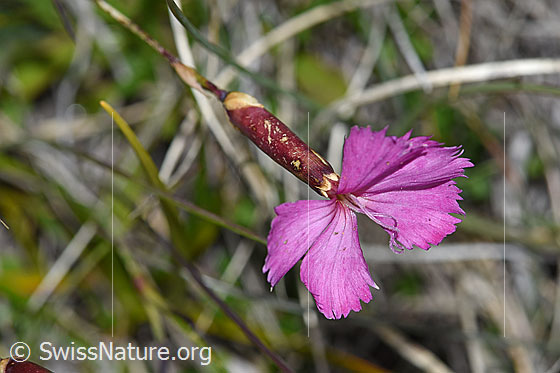 Photo: Dianthus sylvestris. Blossom, calyx and  stem. View from diagonally above.