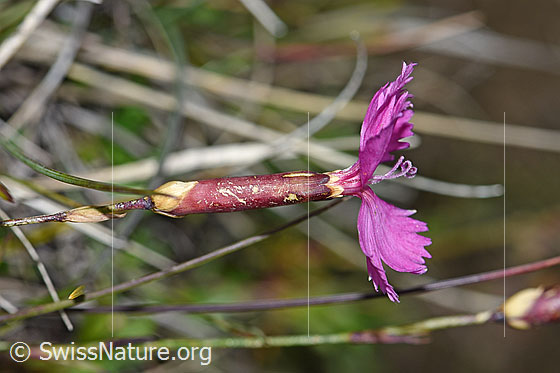 Photo: Dianthus sylvestris. Blossom, calyx and  stem. View from the side.
