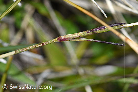 Photo: Dianthus sylvestris. Stem and Stem leaf.