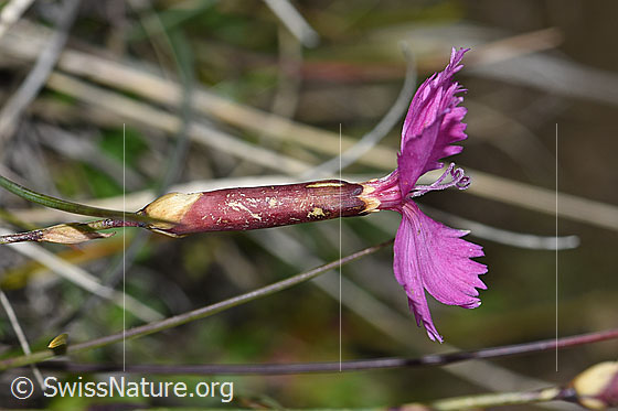 Foto: Stein-Nelke (Dianthus sylvestris). Blüte, Kelch und  Stängel. Ansicht von der Seite.