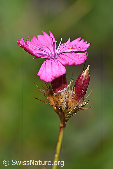Photo: Dianthus carthusianorum. Blossom.
