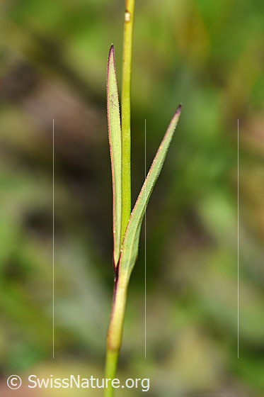 Photo: Dianthus carthusianorum. Stem and stem leaves.
