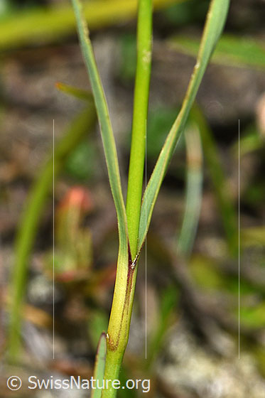 Photo: Dianthus carthusianorum. Stem and stem leaves.