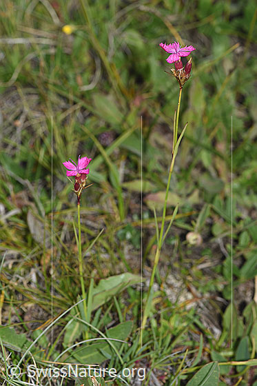 Foto: Gewöhnliche Kartäuser-Nelke (Dianthus carthusianorum). Ganze Pflanze (Habitus).